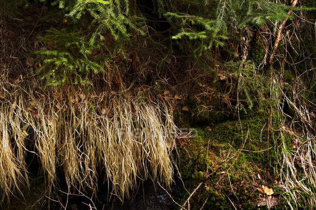 Scène naturelle de la végétation forestière avec mousse de sapin et herbe desséchée dans le sud de la Pologne le jour — Photo de stock