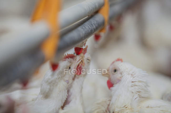 Poultry at chicken farm — Stock Photo