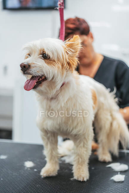 Netter Terrier-Hund streckt Zunge aus, während er auf dem Tisch im professionellen Pflegesalon steht — Stockfoto