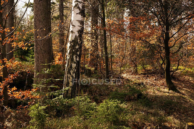 Árboles de abedul caducos y perennes coníferas en el bosque espeso del sur de Polonia en otoño el día a día. - foto de stock