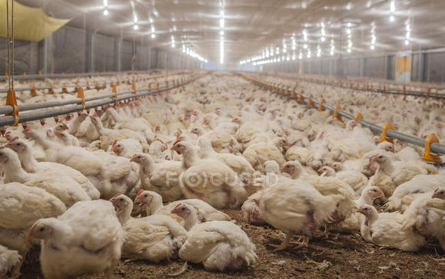 Aves na granja de frango — Fotografia de Stock