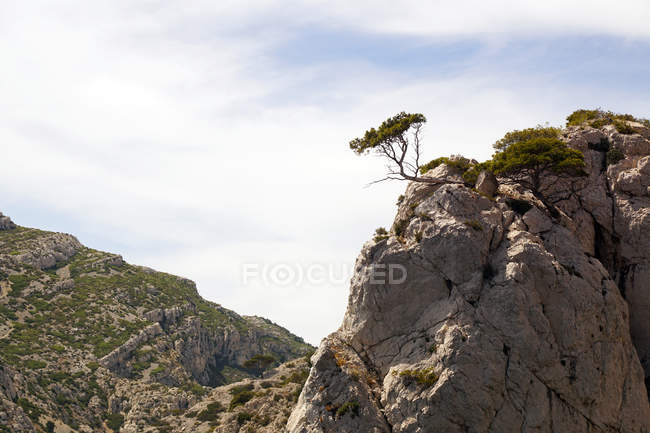 Mountain landscape with white rocks and tree — Stock Photo