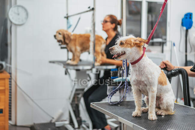 Adorable terrier dog with leash sitting on grooming table during visit to modern salon — Stock Photo