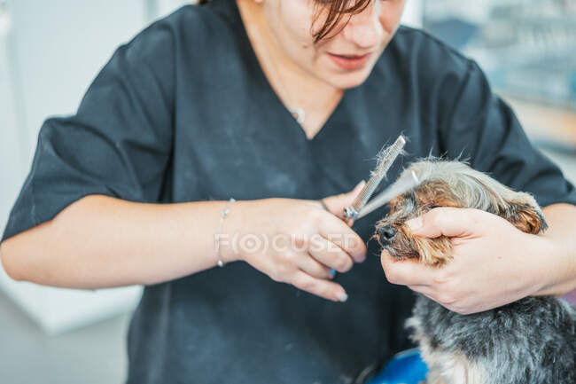 Crop lady usando tijeras para recortar la piel en el hocico de Yorkshire Terrier lindo sobre fondo borroso de salón de aseo - foto de stock