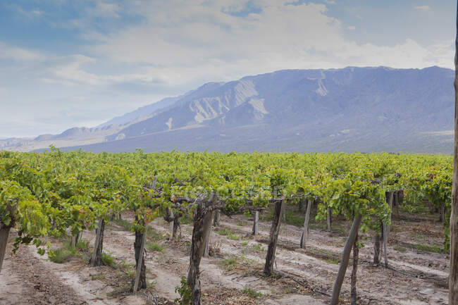 Green bushes of grapes in vineyard nearby mountain valley under cloudy sky — Stock Photo