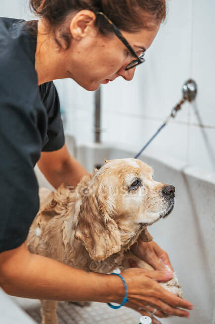 Mujer adulta lavando perro en la bañera mientras trabaja en el salón de aseo profesional - foto de stock