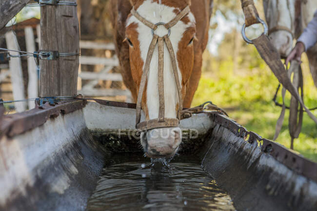 Seitenansicht von braunen Pferden, die Wasser trinken, während sie bei hellem Tag den Hals auf einem Scheunenhof ziehen — Stockfoto