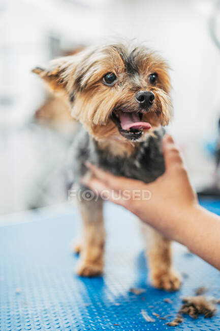 Cute terrier dog sticking out tongue while standing on table in professional grooming salon — Stock Photo