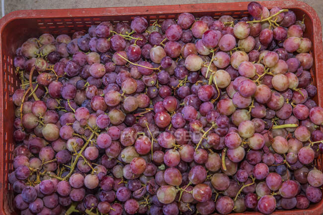 From above collected bunches of tasty appetizing ripe grapes in red plastic box — Stock Photo