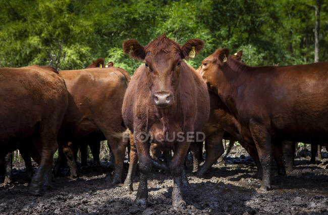 Rebaño de vacas en una granja rural - foto de stock