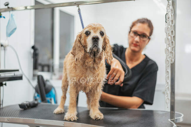Seitenansicht einer fokussierten Pflegerin in Brille, die das Fell eines entzückenden Spaniel-Hundes während der Arbeit im Salon trocknet — Stockfoto