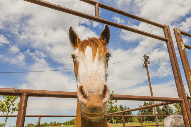 Brown horse standing behind paddock fence — Stock Photo
