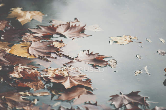Folhas de bordo laranja flutuando na superfície da água da lagoa calma no parque de outono — Fotografia de Stock