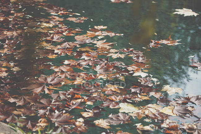 Hojas de arce naranja flotando en la superficie de aguas tranquilas del estanque en el parque de otoño - foto de stock