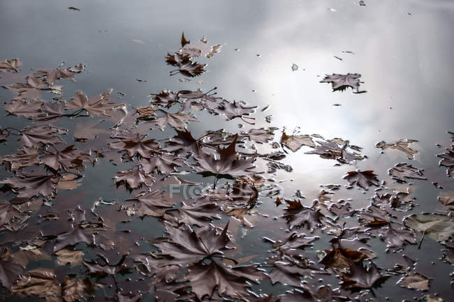 Оранжевые кленовые листья плавают на поверхности спокойного пруда в осеннем парке — стоковое фото