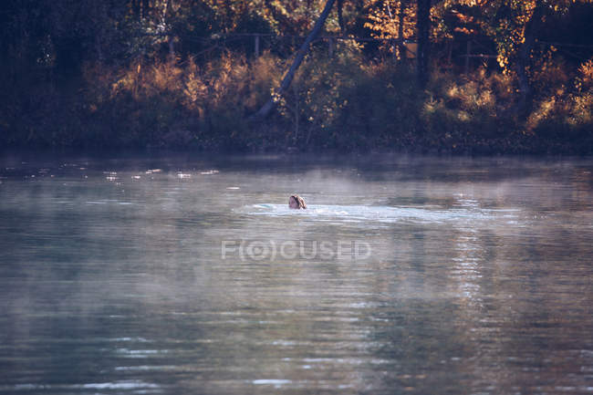 Mujer distante nadando en agua tibia limpia de estanque en spa y disfrutando de un día soleado - foto de stock