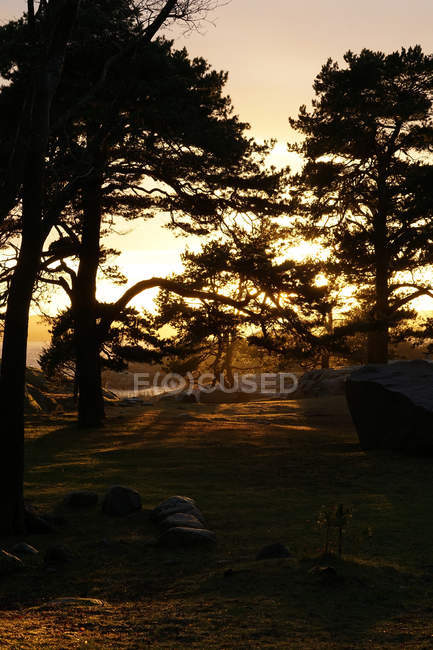 Des bois tranquilles avec des arbres à feuilles persistantes avec des roches au lac sous les rayons du soleil — Photo de stock
