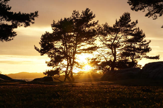 Boschi tranquilli con alberi sempreverdi con rocce al lago sotto i raggi del sole — Foto stock