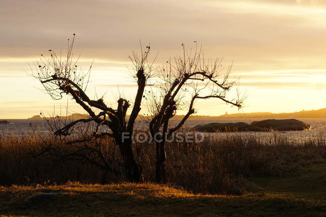 Forêts tranquilles avec rochers au lac sous les rayons du soleil — Photo de stock