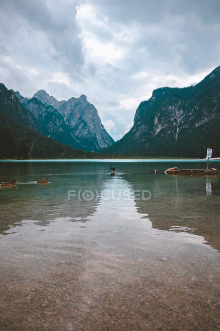Patos marrons e pretos em pé sobre o obstáculo no meio do lago com água cristalina tranquila sobre belo fundo de verde densas colinas florestais e montanhas em Dolomitas — Fotografia de Stock