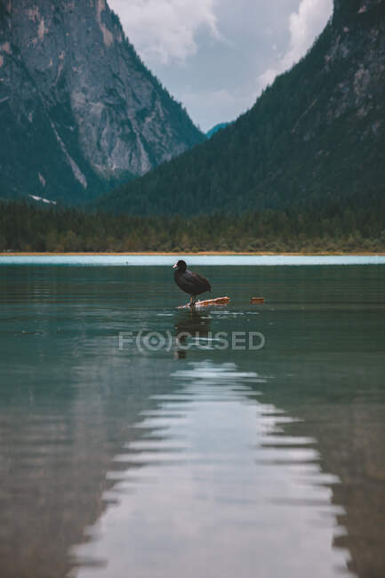 Canard noir solitaire debout sur le chevalet au milieu du lac avec de l'eau cristalline tranquille sur un beau fond de collines verdoyantes et denses de la forêt et des montagnes dans les Dolomites — Photo de stock