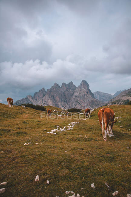 Mucca bianca e marrone in piedi sul pascolo e guardando la macchina fotografica sullo sfondo delle alte montagne grigie delle Dolomiti durante il tempo nuvoloso — Foto stock