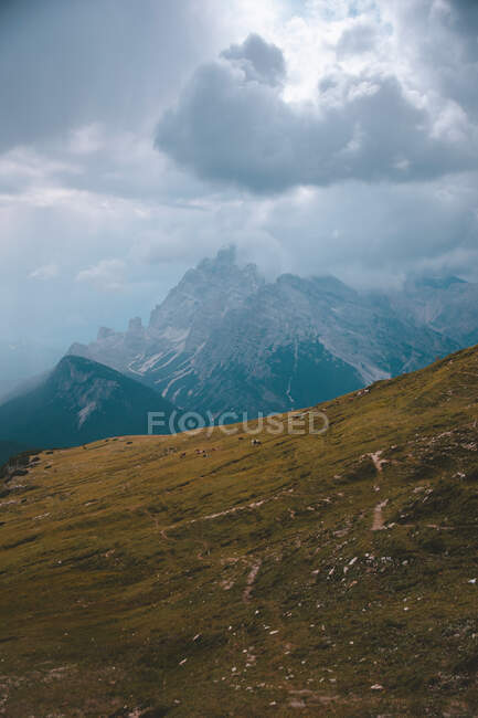 Ganado pastando en un amplio prado rocoso con hierba verde en el fondo de hermosas montañas de niebla en Dolomitas durante el clima nublado - foto de stock