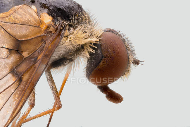 Nahaufnahme Seitenansicht einer vergrößerten braunen Fliege mit großen Augen und transparenten Flügeln — Stockfoto