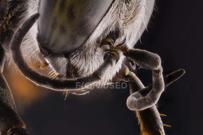 Closeup of magnified part of black and brown ant with legs — Stock Photo