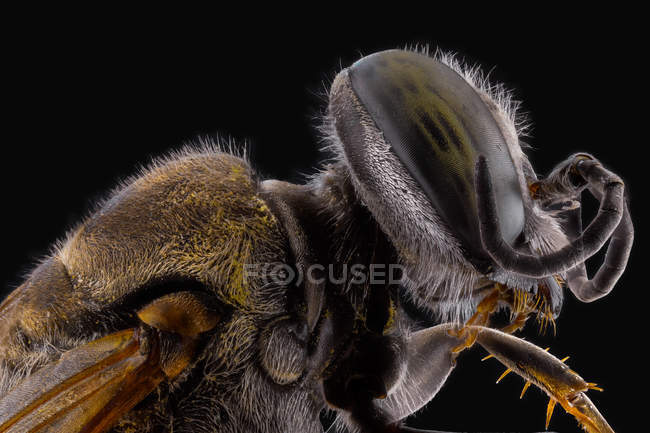 Side view of orange fluffy flying incest with brown antennae and ornamental large eyes — Stock Photo