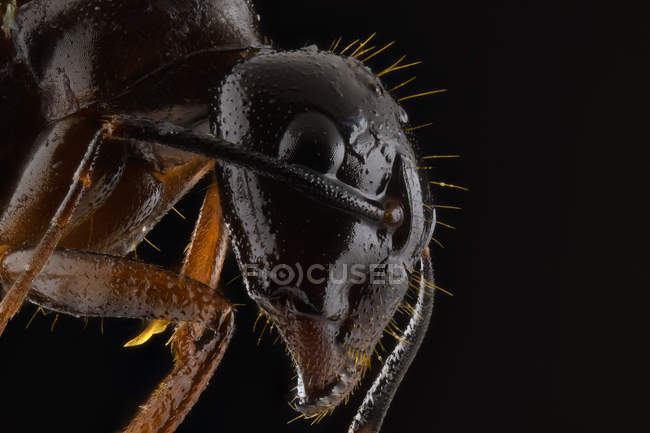 Closeup of magnified part of black and brown ant with glossy head and legs — Stock Photo