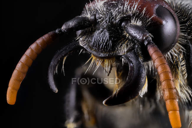 Primer plano de la parte magnificada de hormiga negra y marrón sobre fondo negro - foto de stock
