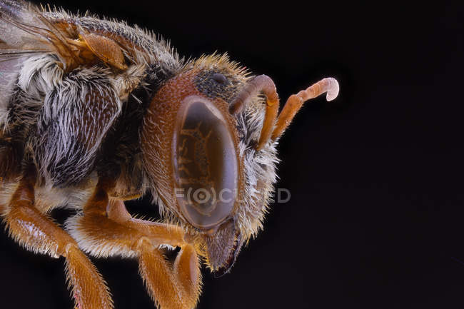 Vista lateral del incesto volador esponjoso naranja con antenas marrones y ojo grande ornamental - foto de stock