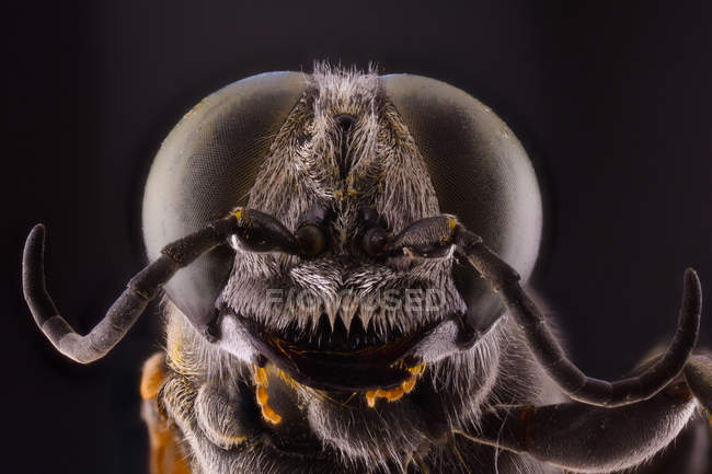 Closeup of magnified grey head of flying insect with round convex brown eyes — Stock Photo