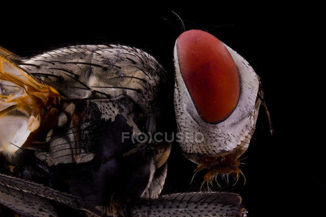 Closeup side view of magnified brown fly with large red eyes and transparent wing — Stock Photo