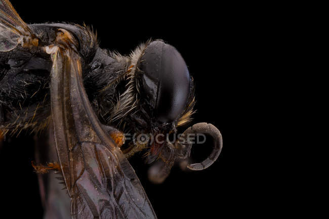 Бічний вид на чорний глянцевий кровозмішення з загрозливими антени великі очі і прозоре крило — стокове фото