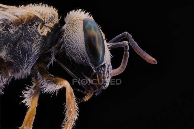 Side view of black glossy flying incest with threatening antennae large eyes and transparent wing — Stock Photo