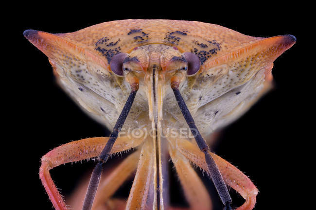Крупным планом увеличена необычная муха оранжевого и фиолетового цвета с антеннами — стоковое фото