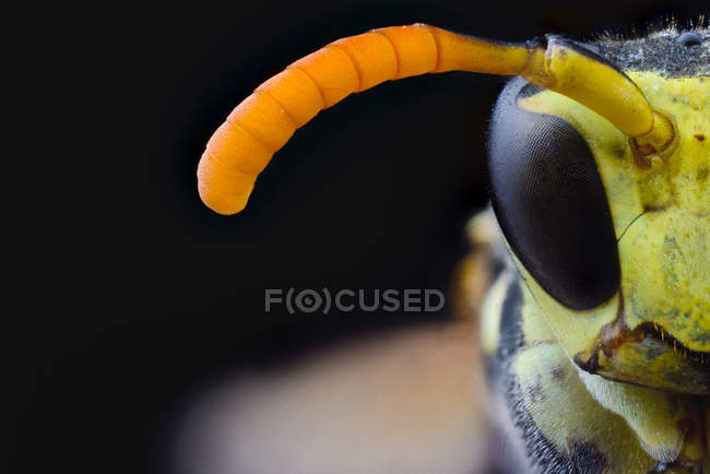 Крупный план желтая летающая оса складывая ноги и глядя на камеру с большими зелеными глазами — стоковое фото