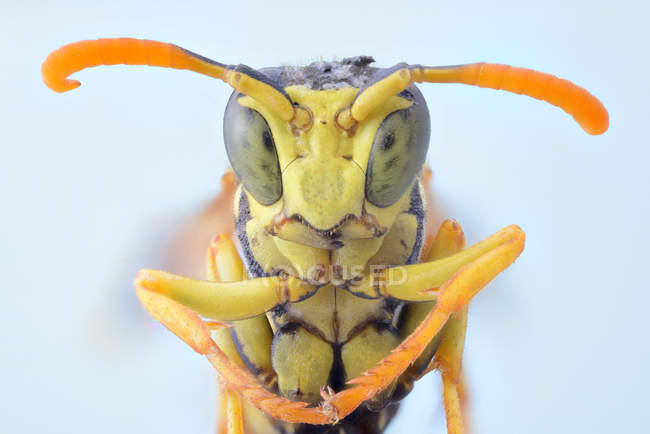 Крупный план желтая летающая оса складывая ноги и глядя на камеру с большими зелеными глазами — стоковое фото