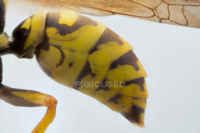 Closeup side view yellow flying wasp folding leg — Stock Photo