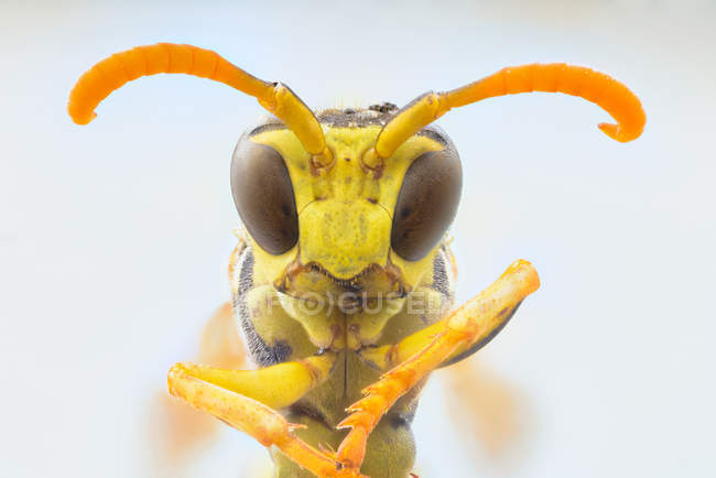 Nahaufnahme Gelbe fliegende Wespe faltet Beine und blickt mit großen grünen Augen in die Kamera — Stockfoto