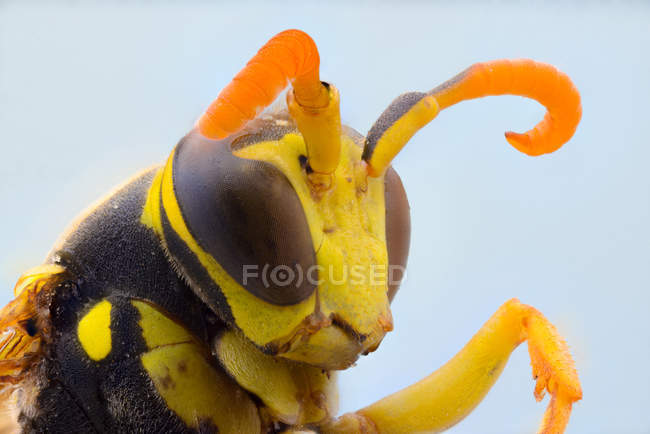 Acercamiento avispa voladora amarilla piernas plegables y con grandes ojos oscuros - foto de stock