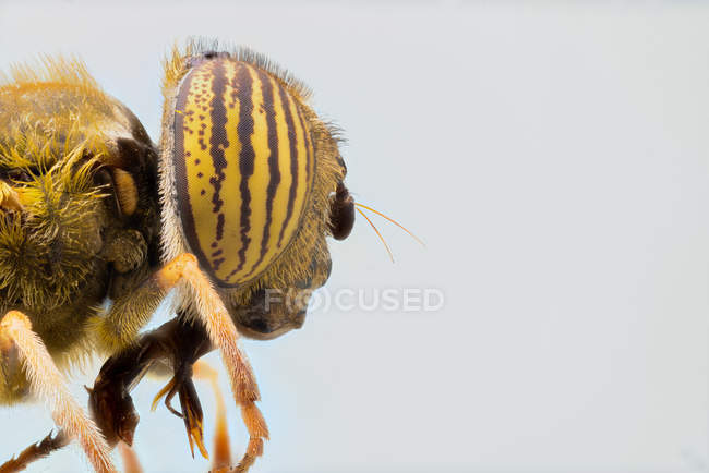 Nahaufnahme eines vergrößerten gelb gestreiften Auges auf dem Kopf einer exotischen Fliege — Stockfoto