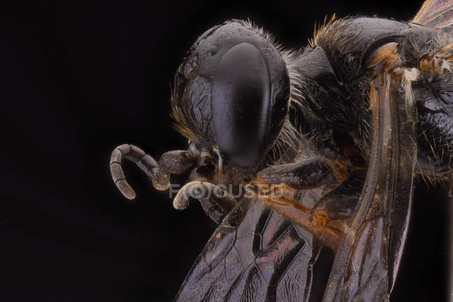 Vista lateral del incesto volador esponjoso naranja con antenas marrones y ojo grande ornamental - foto de stock