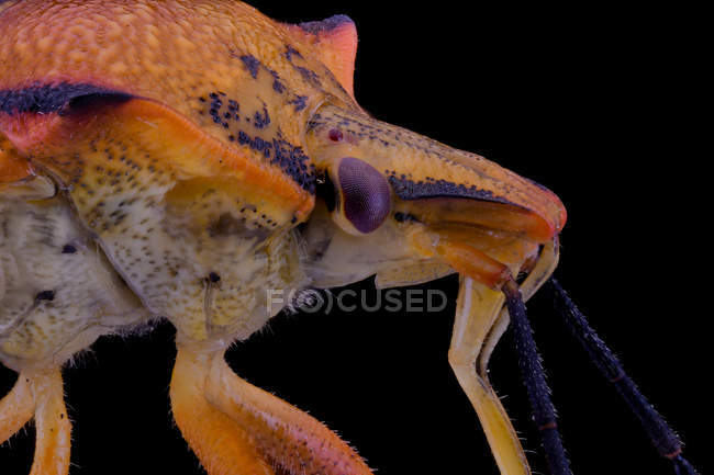 Primer plano extrema mosca magnificada de color naranja y púrpura con antenas - foto de stock