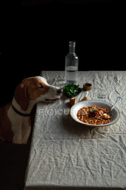 Vista lateral de perro hambriento divertido apoyando la cabeza en la mesa y oliendo comida en plato blanco sobre fondo negro - foto de stock
