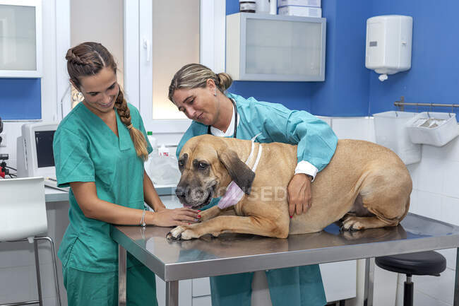 Жінка-ветеринар, що вивчає пацієнта собаки — стокове фото