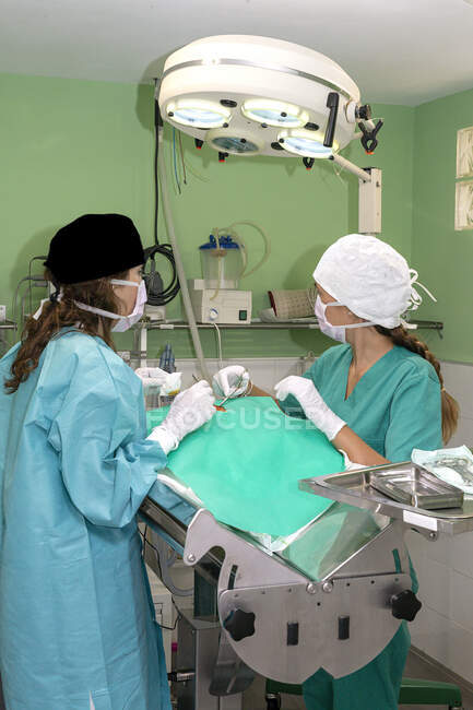 Cirujano y enfermera de pie en quirófano por mesa de metal y trabajando en paciente cubierto en clínica veterinaria - foto de stock