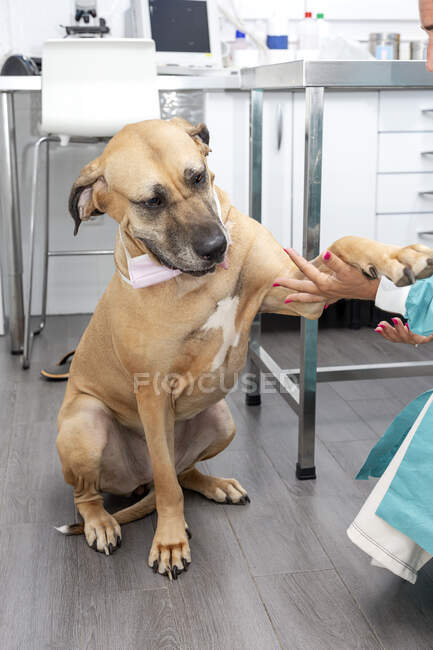 Side view of doctor squatting and holding paw of cute dog with protective mask and stethoscope in veterinary clinic — Stock Photo